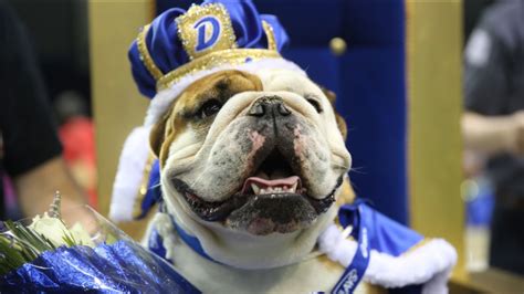 drake university beautiful bulldog contest